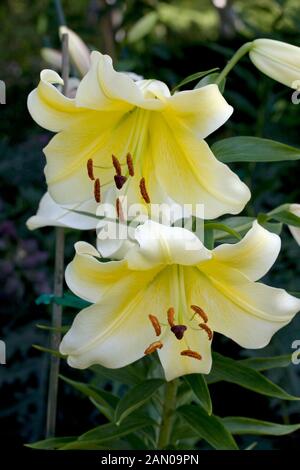 LILIUM CONCA D'OR Banque D'Images