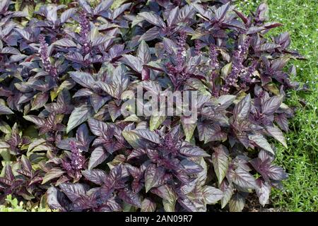 OCIMUM BASILICUM RED RUBIN Banque D'Images