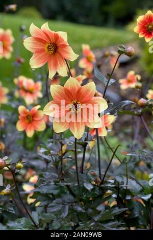 DAHLIA Eye Candy Banque D'Images