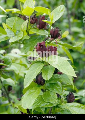 CALYCANTHUS FLORIDUS Banque D'Images