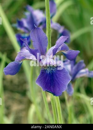 IRIS SIBIRICA HÉRAUT ROYAL Banque D'Images