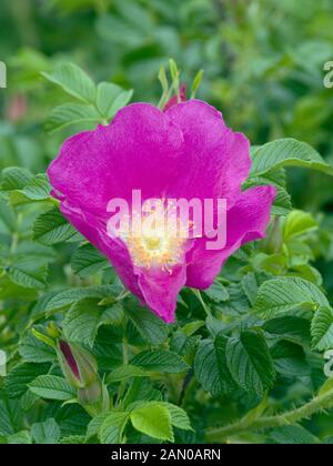 ROSA FRAU DAGMAR HASTRUP ROUGE Banque D'Images