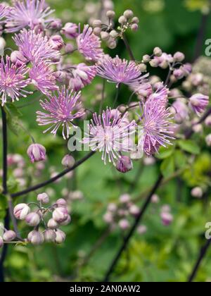 DELAVAYI THALICTRUM HEWITT'S DOUBLE Banque D'Images