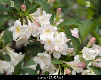 WEIGELA FLORIDA CHEVALIER BLANC Banque D'Images