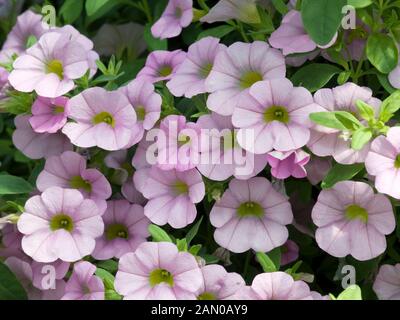 CALIBRACHOA MILLION BELLS CHIFFON Banque D'Images