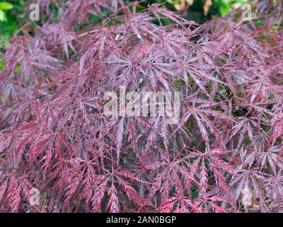 ACER PALMATUM DISSECTUM TAMUKEYAMA Banque D'Images