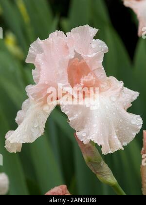 IRIS GERMANICA Beverly Sills Banque D'Images