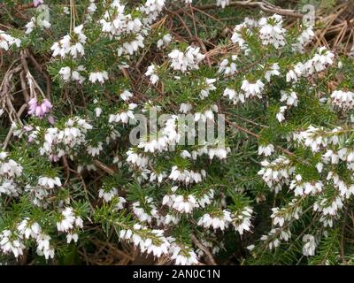 ERICA DARLEYENSIS SILBERSCHMELZE Banque D'Images