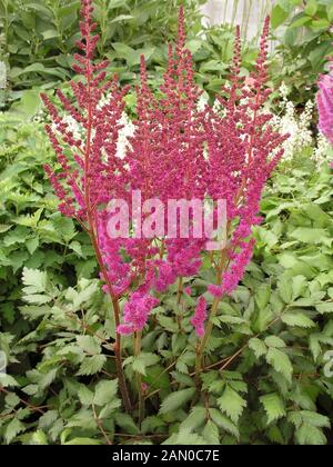 ASTILBE CHINENSIS 'VISIONS IN RED' Banque D'Images