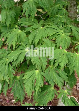 ACER JAPONICUM ACONITIFOLIUM (JAPANESE MAPLE) Banque D'Images