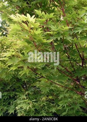 ACER PALMATUM ''SANGO KAKU'' SYN. ACER PALMATUM ''SENKAKI'' l'ÉRABLE ÉCORCE CORAIL Banque D'Images