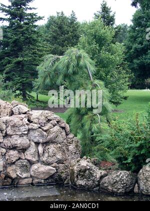 PINUS STROBUS PIN PLEUREUR PENDULA () Banque D'Images