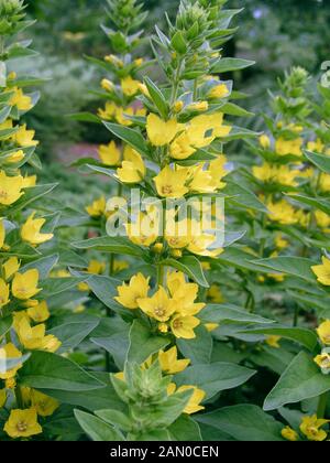 LYSIMACHIA PUNCTATA (NOTATION SALICAIRE) Banque D'Images