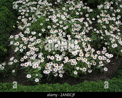 ZINNIA ANGUSTIFOLIA CRYSTAL WHITE (JEUNESSE ET VIEILLESSE) Banque D'Images