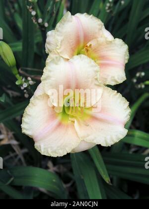 HEMEROCALLIS SILOÉ QUEENS TOY (lis du jour) Banque D'Images