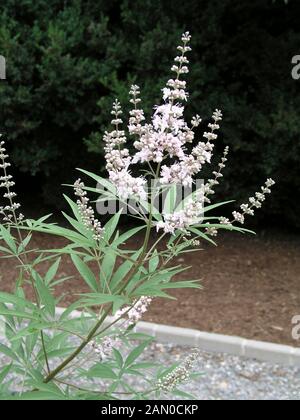 VITEX AGNUS CASTUS (GATTILIER) Banque D'Images