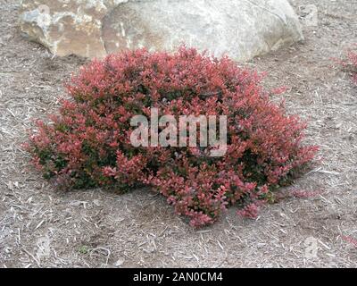 BERBERIS THUNBERGII ATROPURPUREA NANA CRIMSON (pygmée) Banque D'Images