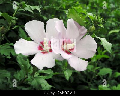 HIBISCUS SYRIACUS Banque D'Images