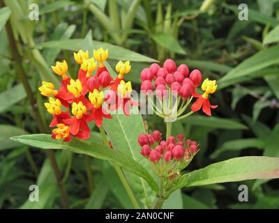 ASCLEPIAS CURASSAVICA PAPILLON ROUGE (SILKWEED) Banque D'Images