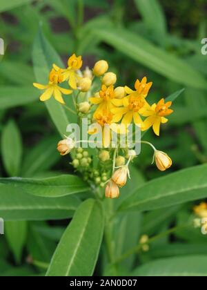 ASCLEPIAS CURASSAVICA OR soyeux Banque D'Images