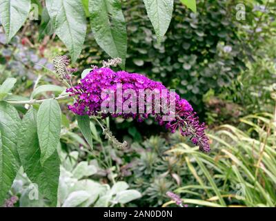 BUDDLEIA DAVIDII NANHO PURPLE (arbre aux papillons) Banque D'Images