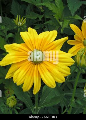 RUDBECKIA HIRTA SOLEIL DES PRAIRIES(BLACK EYED SUSAN) Banque D'Images