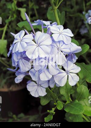 AURICULATA PLUMBAGO CAPENSIS Banque D'Images