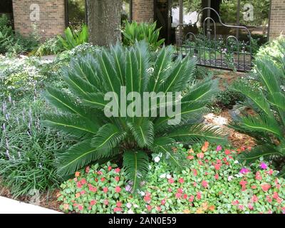 CYCAS REVOLUTA BAQUOIS Banque D'Images