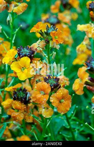 L'ERYSIMUM APRICOT TWIST Banque D'Images