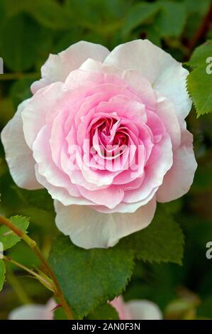 ROSA MORDEN BLUSH Banque D'Images