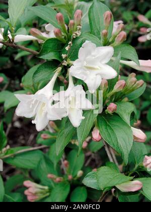 WEIGELA FLORIDA CHEVALIER BLANC Banque D'Images