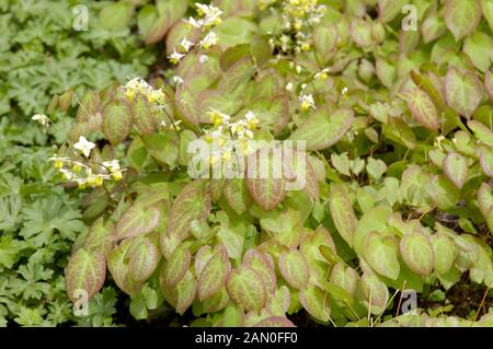 EPIMEDIUM VERSICOLOR SULPHUREUM Banque D'Images