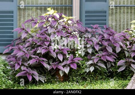 STROBILANTHES DYERIANUS BOUCLIER PERSE Banque D'Images