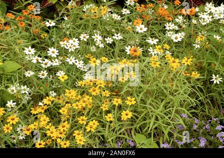 ZINNIA ANGUSTIFOLIA 'CRYSTAL MIX' (syn. ZINNIA LINEARIS "CRYSTAL MIX') Banque D'Images