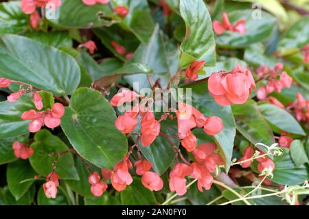 BEGONIA DRAGON WING RED Banque D'Images