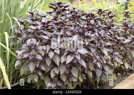 OCIMUM BASILICUM BASILIC RUBIN ROUGE Banque D'Images