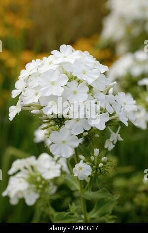 PHLOX PANICULATA DAVID Banque D'Images