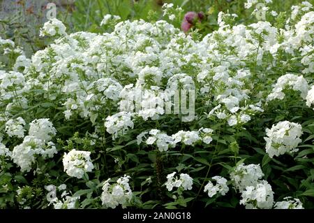 PHLOX PANICULATA DAVID Banque D'Images