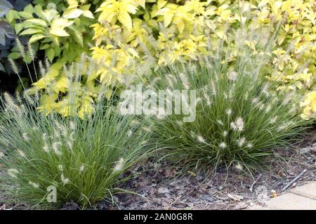 PENNISETUM ALOPECUROIDES LITTLE BUNNY Banque D'Images