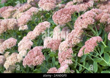 SEDUM AUTUMN JOY Banque D'Images