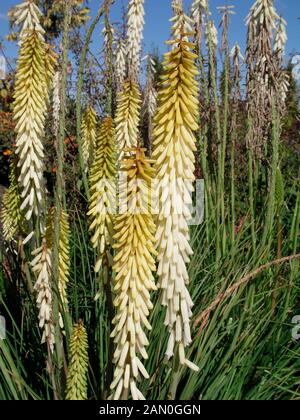 KNIPHOFIA LITTLE MAID Banque D'Images