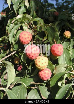 CORNUS KOUSA FRUITS Banque D'Images