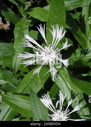 CENTAUREA MONTANA ALBA Banque D'Images