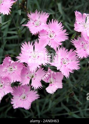 DIANTHUS GRATIANOPOLITANUS ROSE DU BAIN Banque D'Images