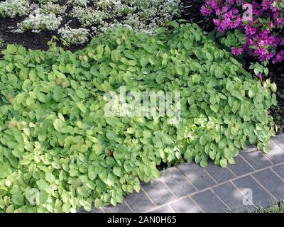 EPIMEDIUM VERSICOLOR SULPHUREUM Banque D'Images