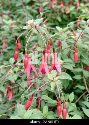 FUCHSIA MAGELLANICA RICCARTONII Banque D'Images