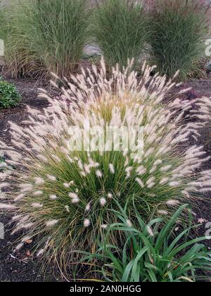 PENNISETUM ALOPECUROIDES HAMELN Banque D'Images