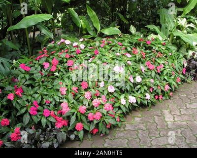 IMPATIENS HAWKERI GUINÉE MIX Banque D'Images