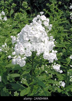 PHLOX PANICULATA DAVID Banque D'Images