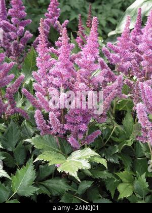 ASTILBE CHINENSIS VISIONS Banque D'Images